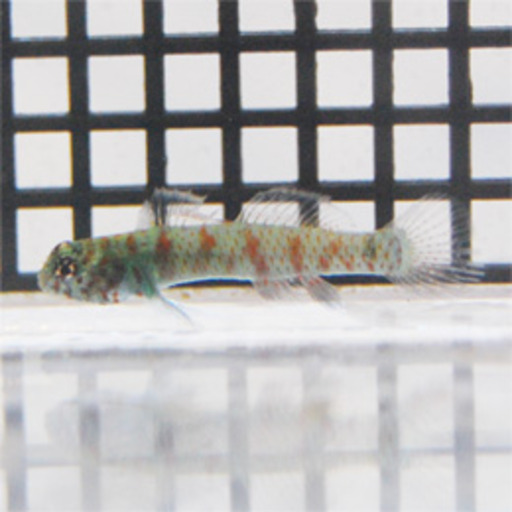 ナンヨウミドリハゼ