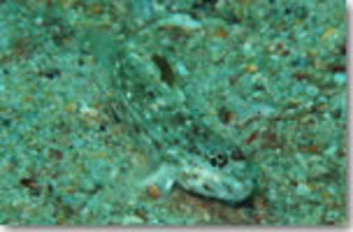 ツマグロサンカクハゼ