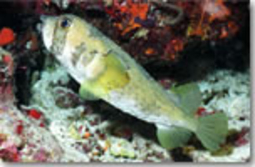 ヒトヅラハリセンボン