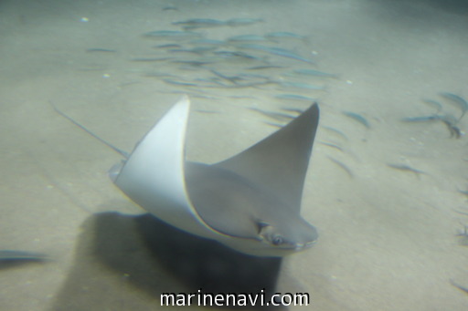 ウシバナトビエイ