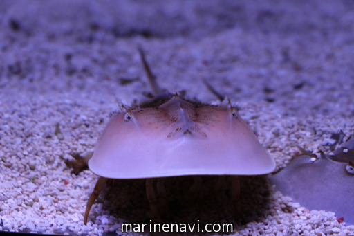 アメリカカブトガニ