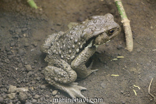 アズマヒキガエル