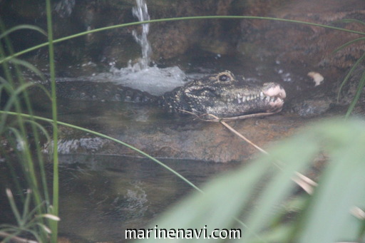 ニシアフリカコガタワニ